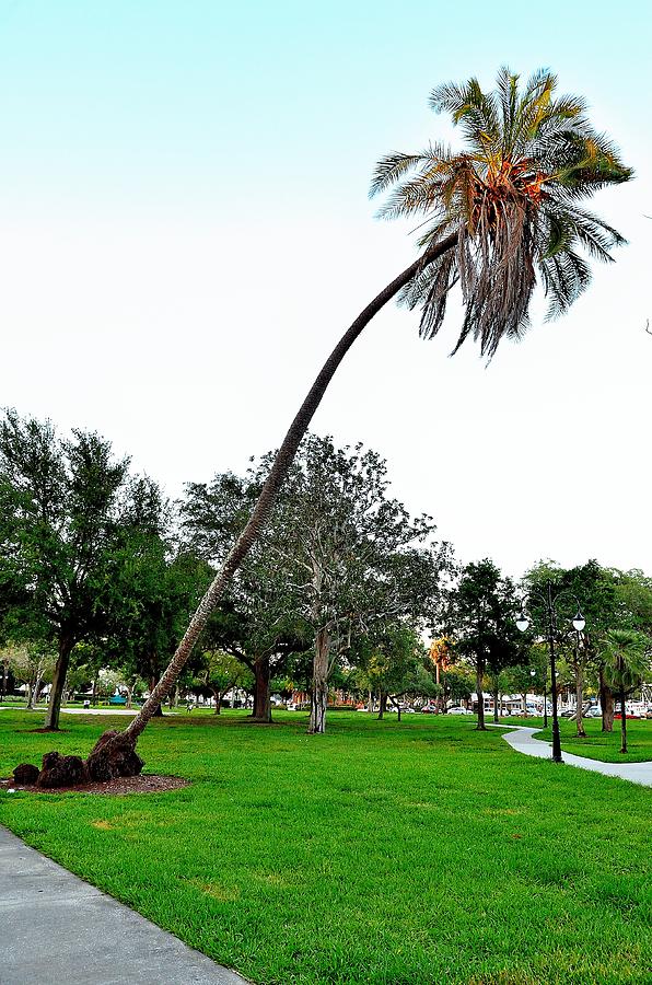 Leaning Palm Photograph