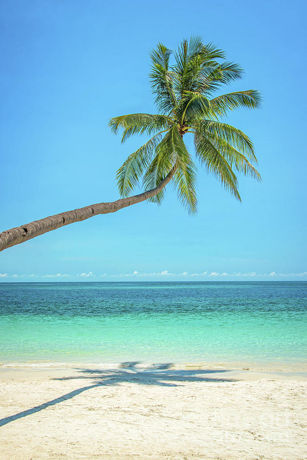 Summer Photograph - Leaning palm tree, tropical beach by Delphimages Photo Creations
