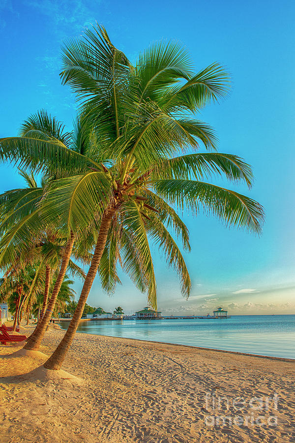 Leaning Palm Trees Photograph by David Zanzinger