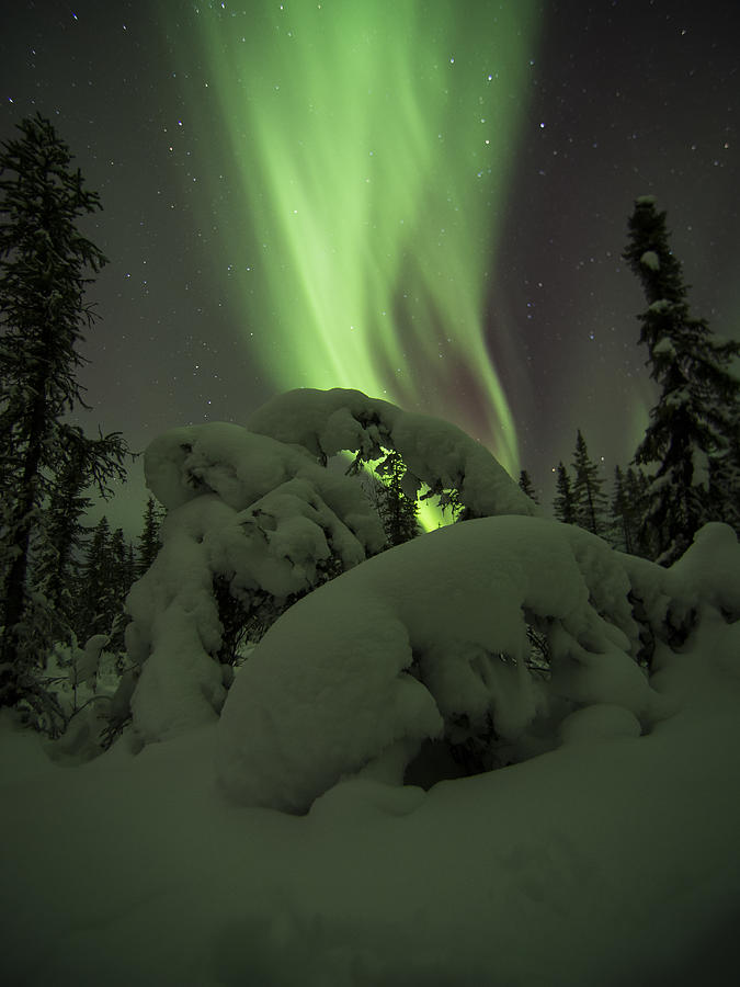 Leaning Spruce Aurora Photograph by Ian Johnson