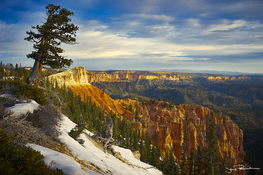 Canyon Photograph - Leaning Tree above the Canyon by Jens Peermann Canyon Photograph - Leaning Tree above the Canyon by Jens Peermann