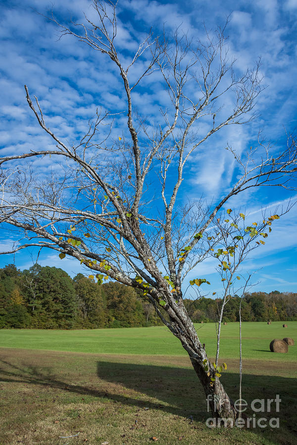 Leaning Tree Enhanced - Natchez Trace Photograph by Debra Martz