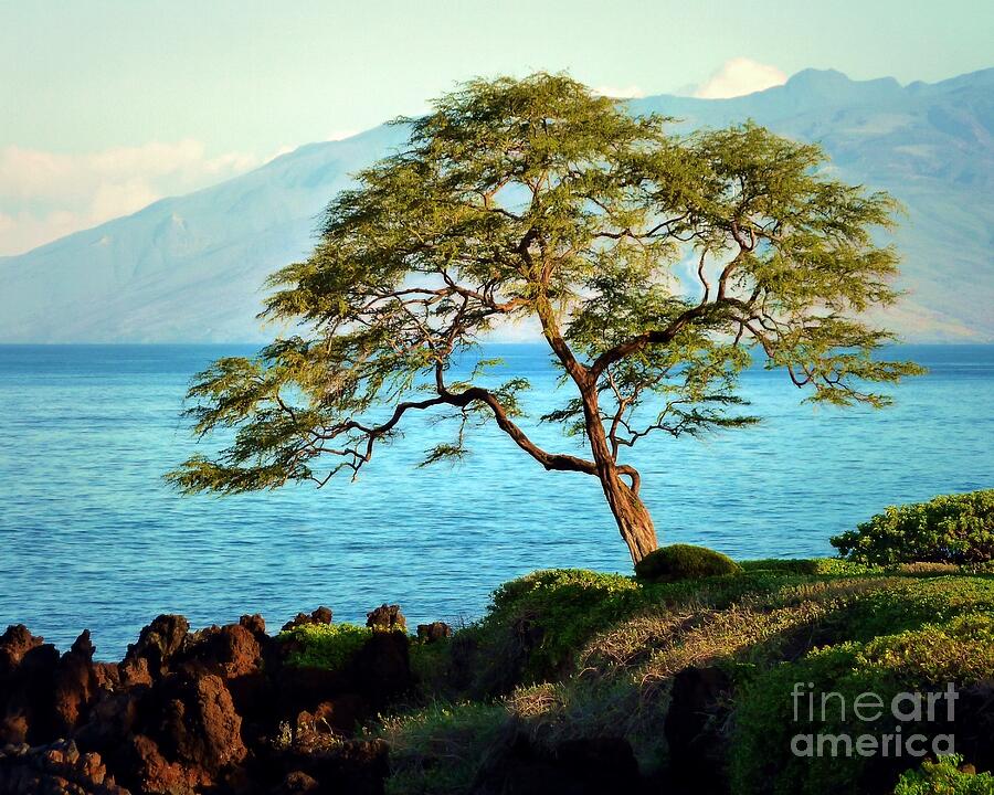 Leaning Tree on Maui Photograph by Patricia Strand