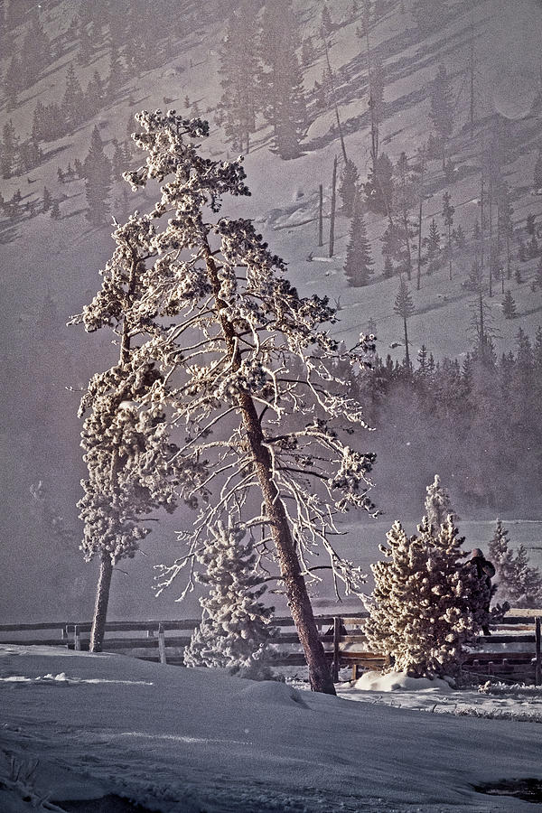 Leaning Tree - Yellowstone Photograph by Stuart Litoff