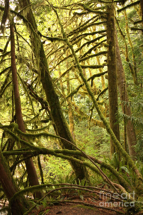 Mossy Rainforest Leaning Trees Photograph by Carol Groenen