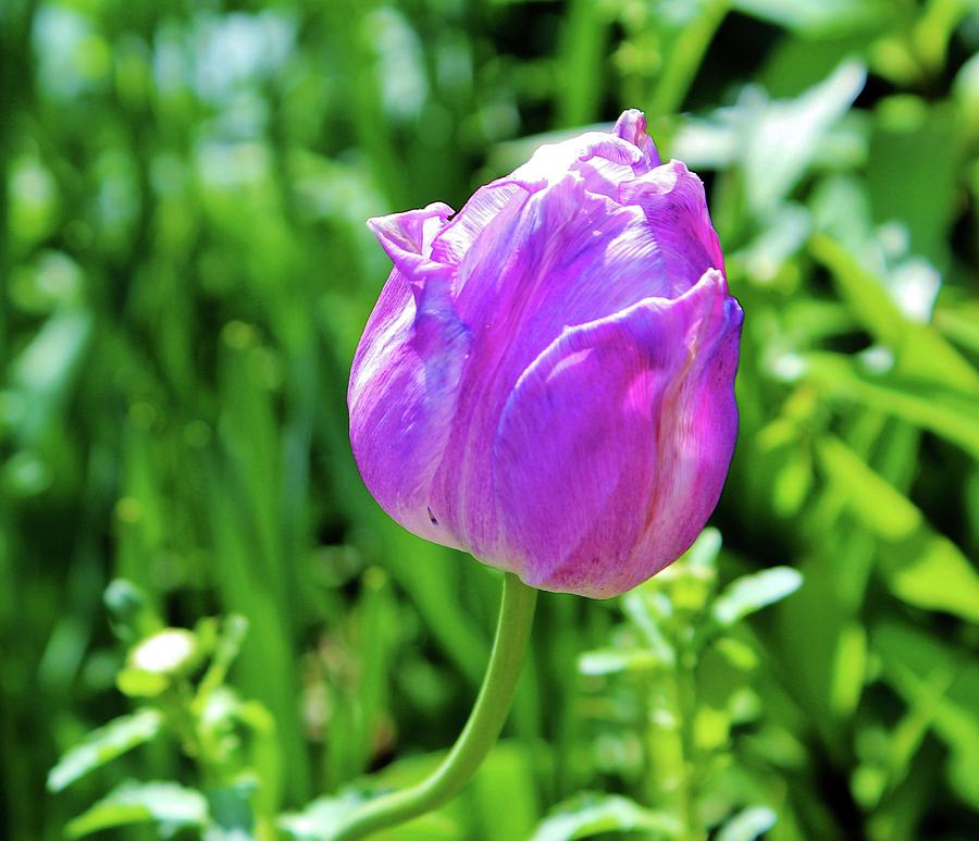 Leaning Tulip Photograph by Cynthia Guinn