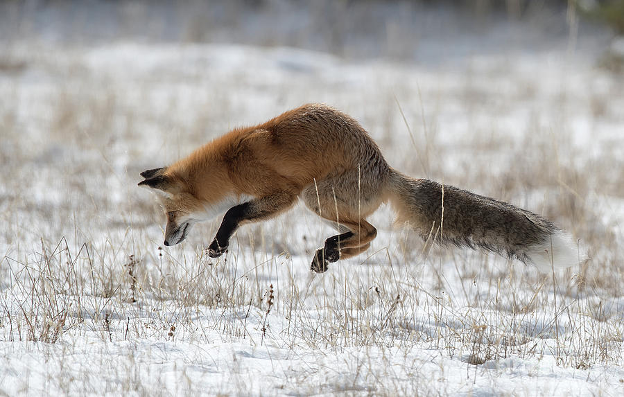 Leap Of Faith Photograph by Connie Troutman - Fine Art America