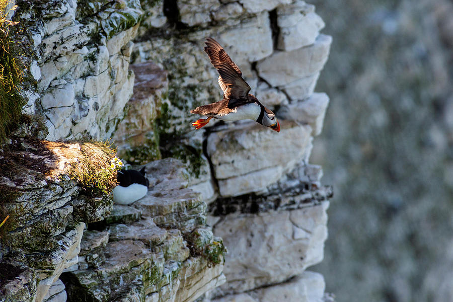 Leap Puffin by Cliff Norton Leap Puffin by Cliff Norton