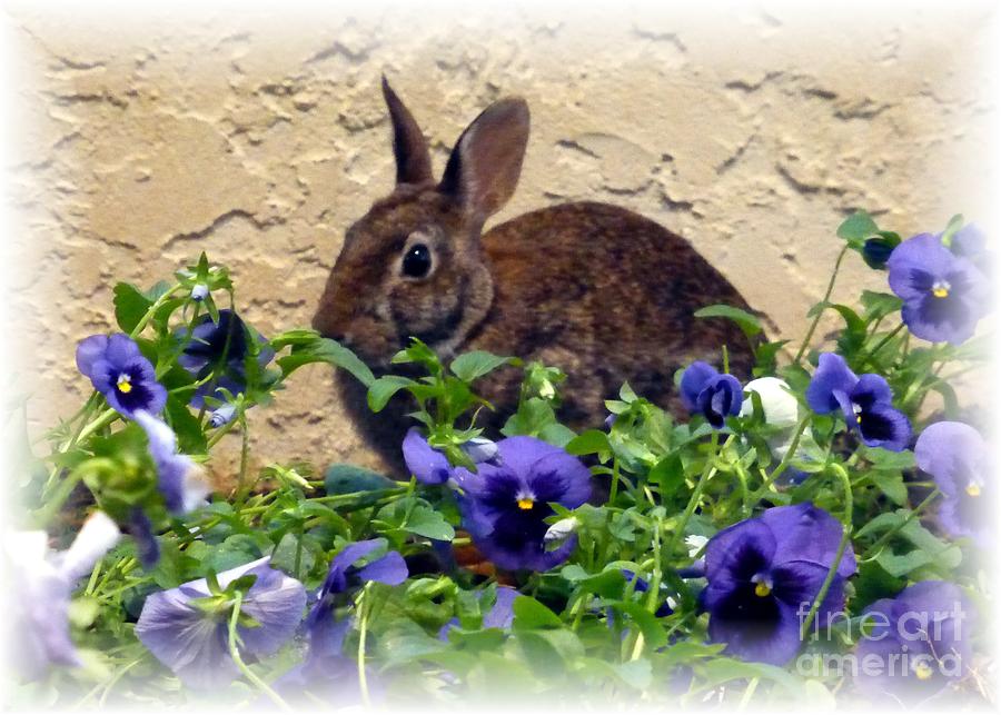 Leap Year Easter Bunny Photograph by Barbie Corbett-Newmin