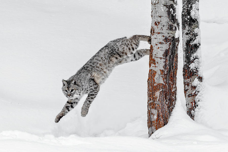 Leapin Bobcat Photograph by Wes and Dotty Weber