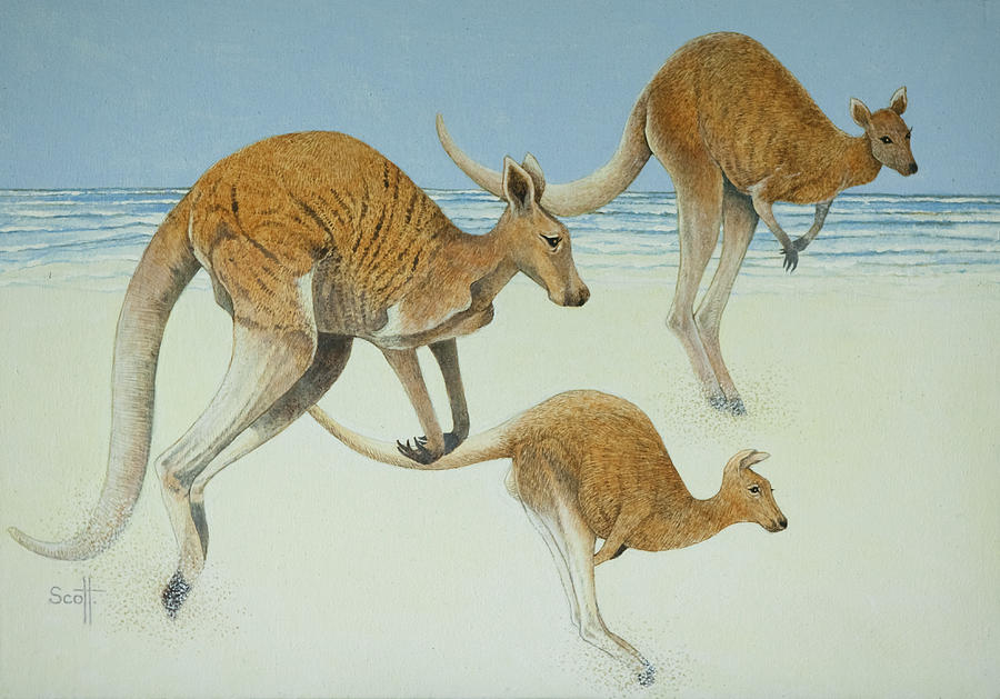 Kangaroo Painting - Leaping Ahead by Pat Scott Kangaroo Painting - Leaping Ahead by Pat Scott