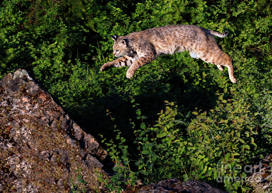 Leaping Bobcat Photograph by Art Cole
