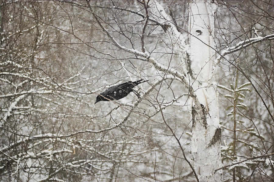 Crow Photograph - Leaping Crow by Angie Rea
