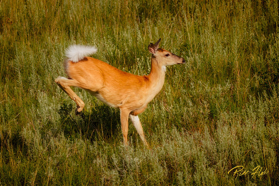 Leaping Deer with Warning Flag Photograph by Rikk Flohr