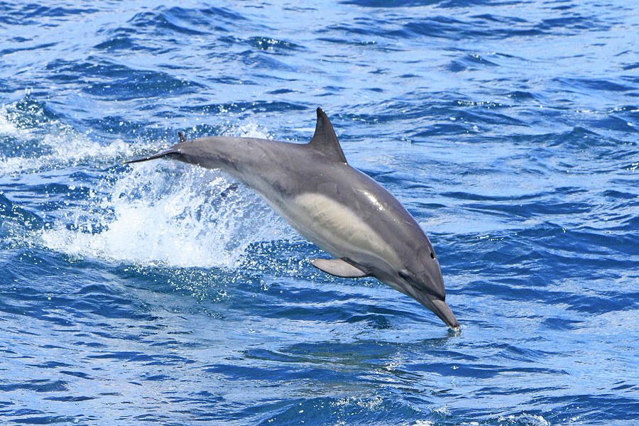Leaping Dolphin Photograph by Shoal Hollingsworth
