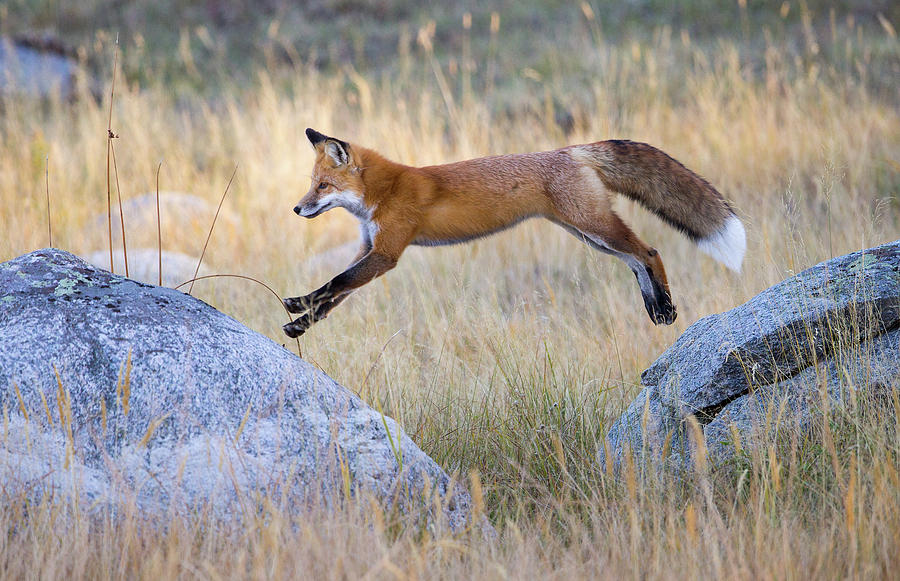 Leaping Fox Photograph by Max Waugh