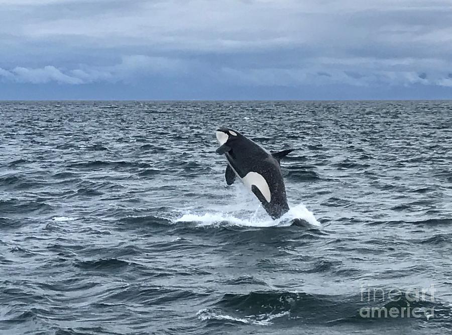 Leaping Orca Photograph by Barbara Von Pagel