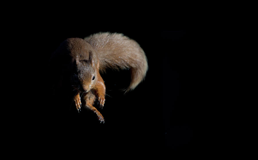 Leaping Out Of The Shadows Photograph by Pete Walkden