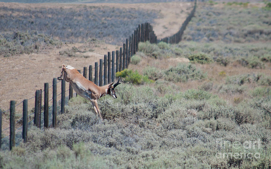 Leaping Pronghorn Photograph by Julia McHugh