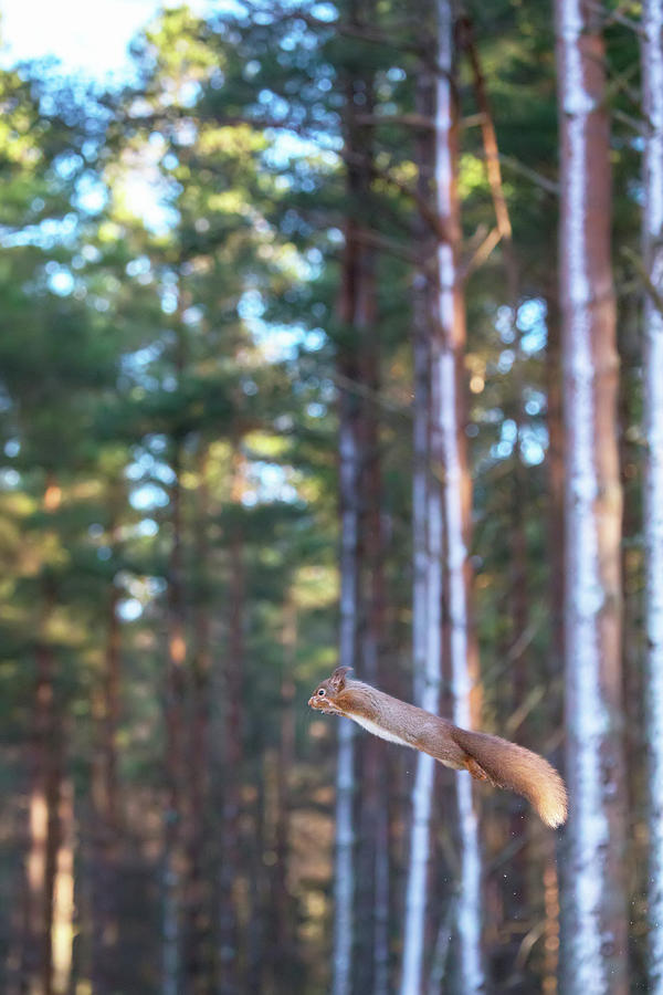 Leaping Red Squirrel Tall Photograph by Pete Walkden