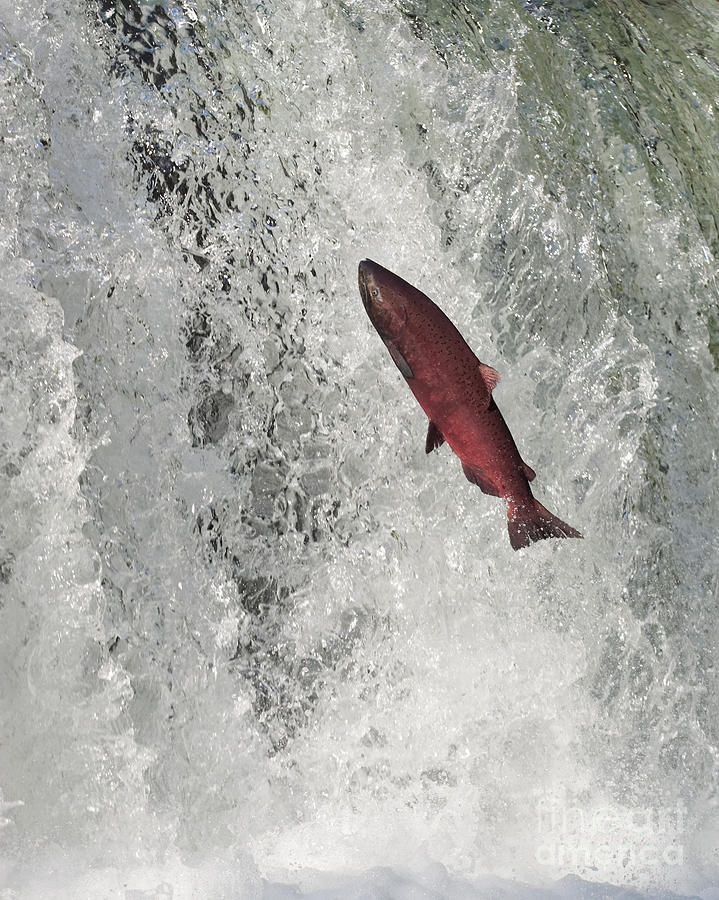 Leaping Salmon Photograph By Tim Grams Fine Art America