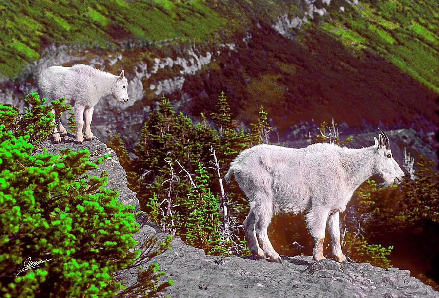 Learning to be a Mountain Goat Photograph by Phil Jensen