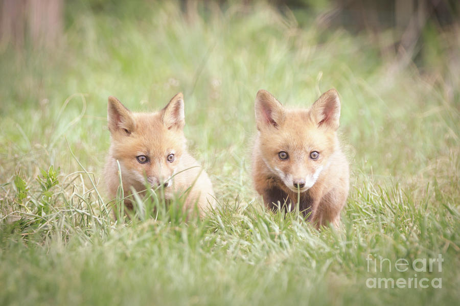 Learning to Hunt Wildlife Photography Print Photograph by PIPA Fine Art - Simply Solid