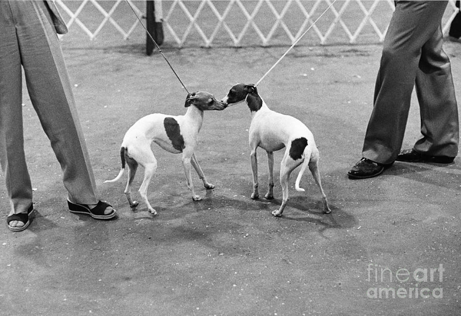 Leashed Dogs Introducing Themselves Photograph by Lynn Lennon