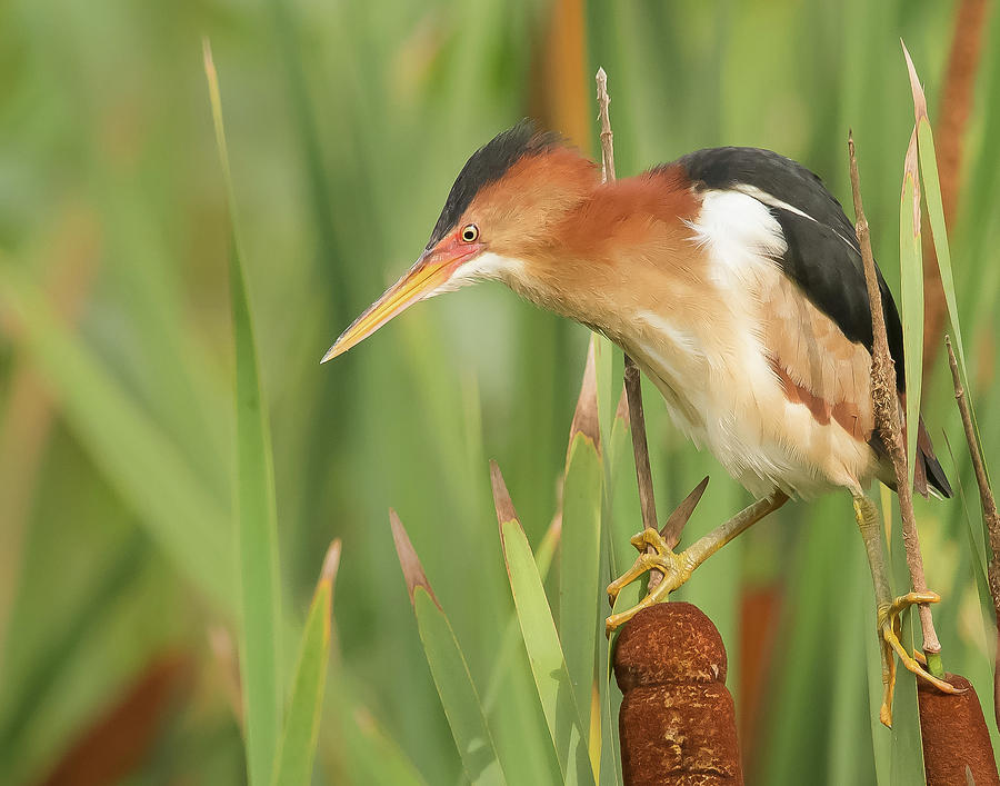 Least Bittern by Georgia Wilson Least Bittern by Georgia Wilson