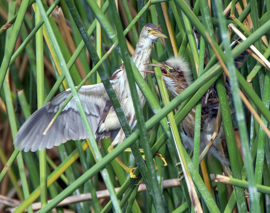 Least Bittern Adult and Juvenile 2444-081118-1cr Photograph by Tam Ryan