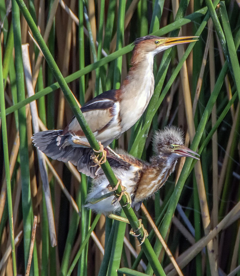 Nature Photograph - Least Bittern Adult and Juvenile 3695 by Tam Ryan