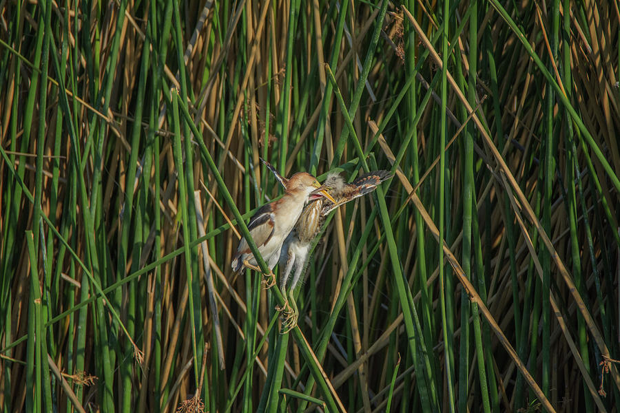Least Bittern Adult and Juvenile Photograph by Tam Ryan