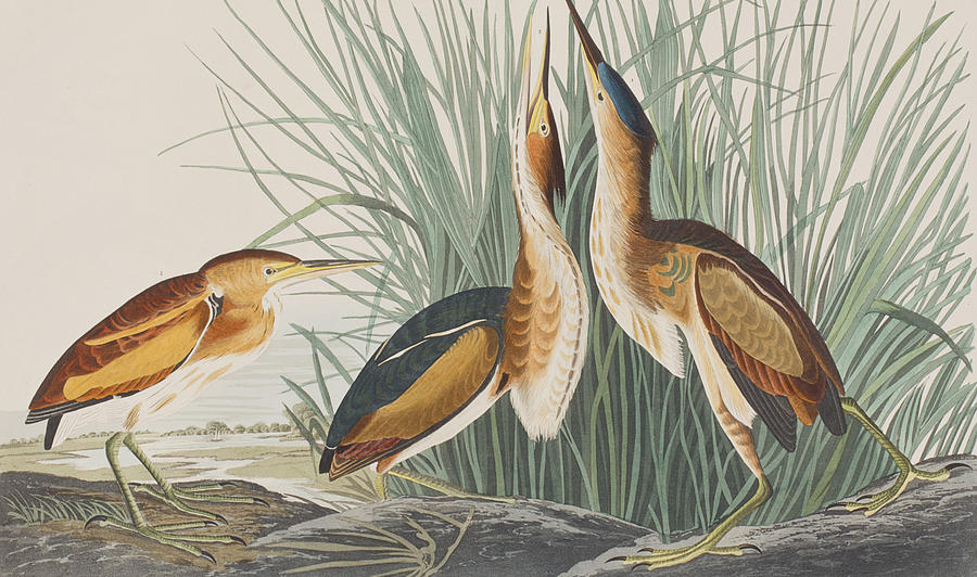 John James Audubon Painting - Least Bittern by John James Audubon