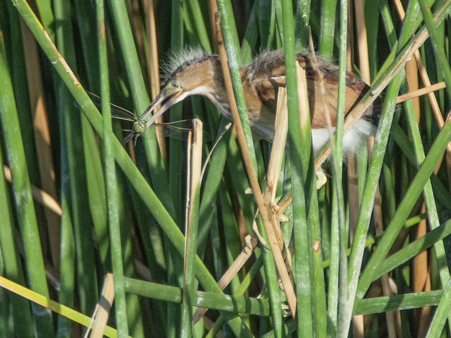Least Bittern Juvenile with Dragonfly 2625-081718-cr Photograph by Tam Ryan