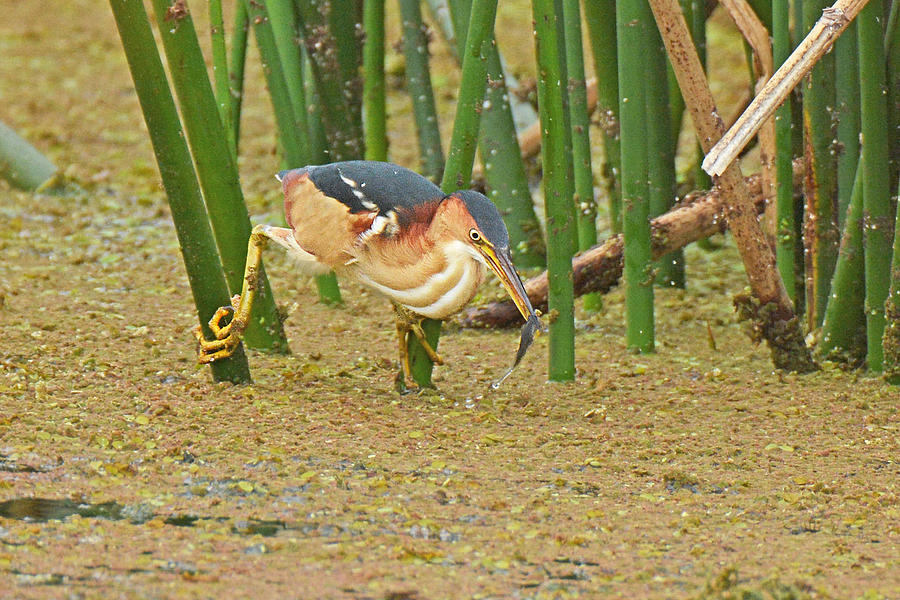 Least Bittern with Fish Photograph by Alan Lenk