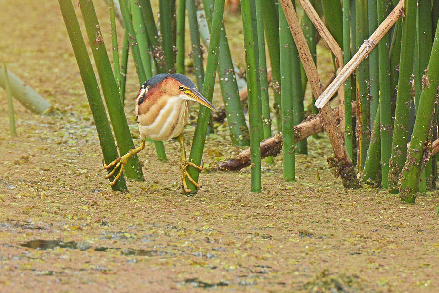 Least Bittern with Large Feet Photograph by Alan Lenk
