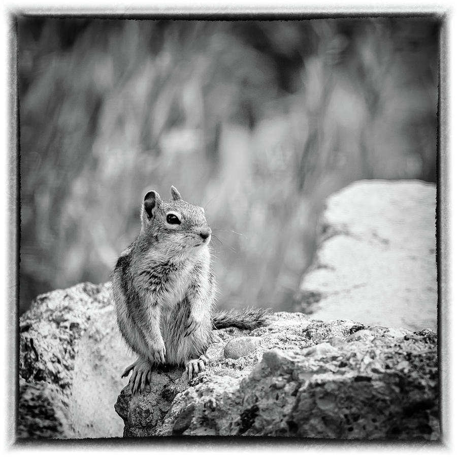 Least Chipmunk on the Rocks Photograph by Debra Martz
