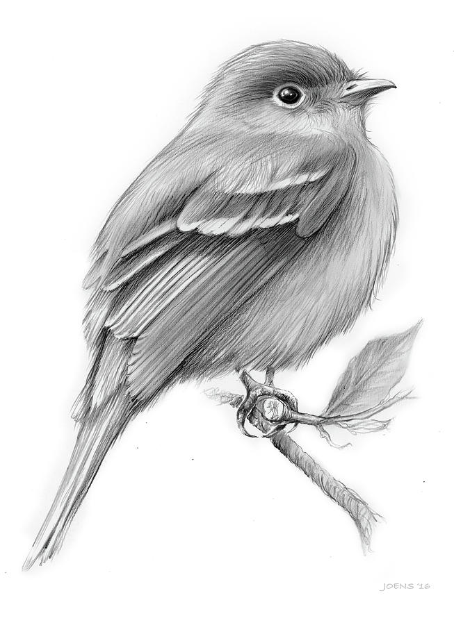 Bird Drawing - Least Flycatcher by Greg Joens