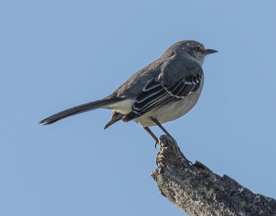 Mockingbird Profile Photograph by William Bitman