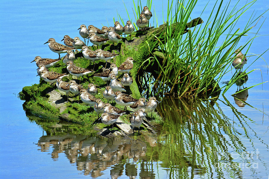 Least Sandpiper Group Portrait Photograph by Regina Geoghan - Fine Art ...