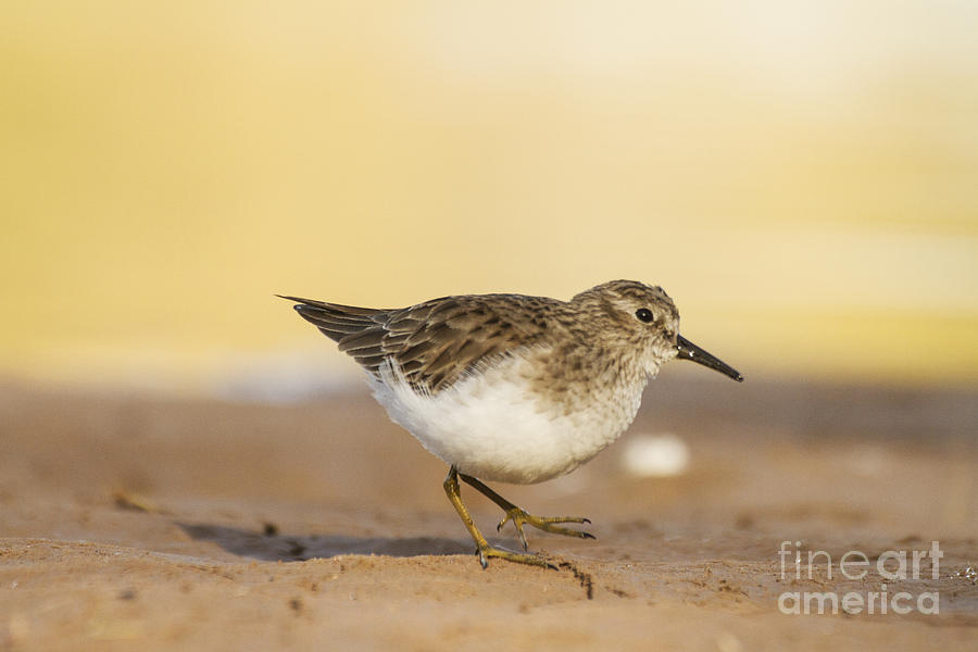 Nature Photograph - Least Sandpiper in the ponds by Ruth Jolly