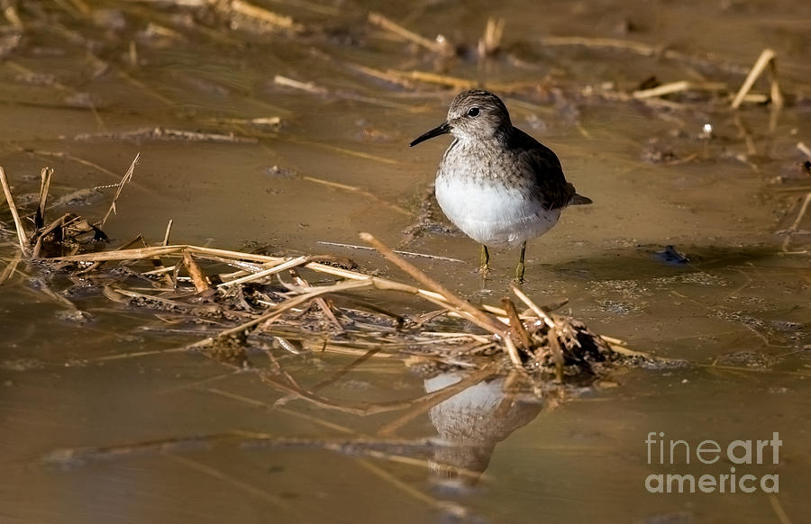 Least Sandpiper Photograph by Lisa Manifold