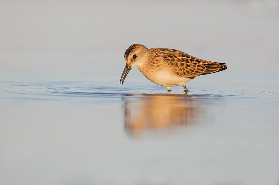 Least sandpiper Photograph by Mircea Costina Photography