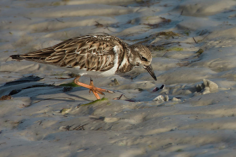Least Sandpiper - Morning at the Beach Photograph by Mitch Spence