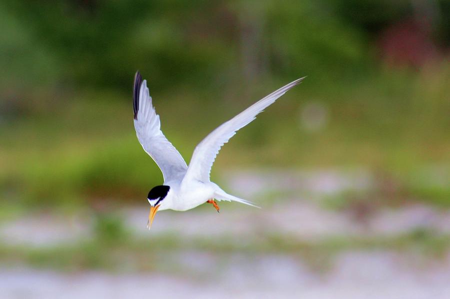 Least Tern in Flight Photograph by Robert Wilder Jr