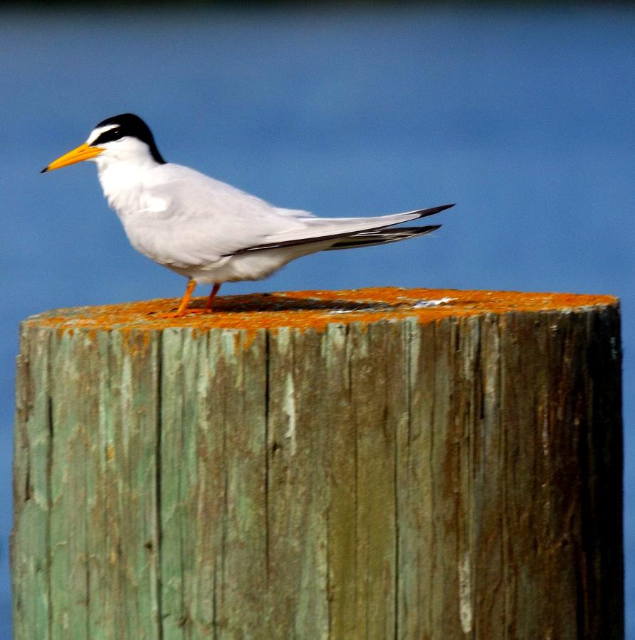 Least Tern Photograph by Julie Pappas