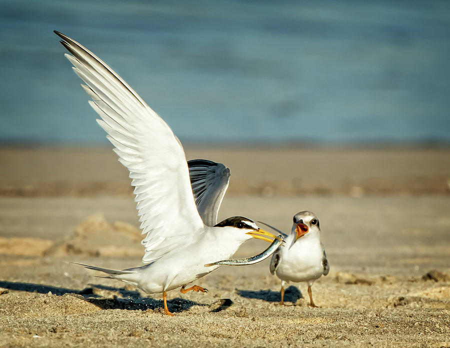 Lest Terns Foodfight Photograph by Steven Upton