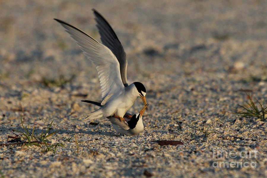 Least Terns In The Summertime Photograph