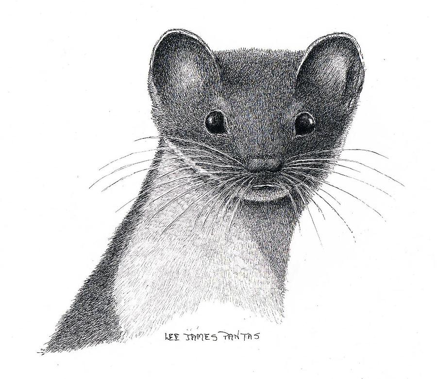 Least Weasel Drawing by Lee Pantas