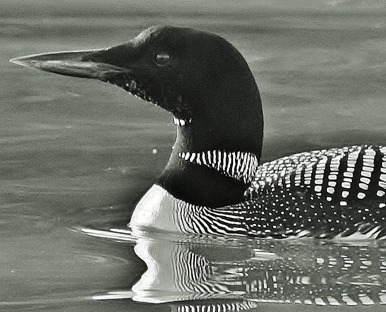 Loon Photograph - Leasure Swim by Bruce Bley